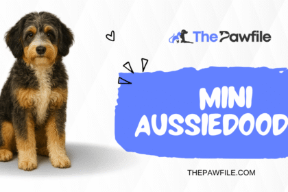 mini aussiedoodle