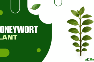 Moneywort