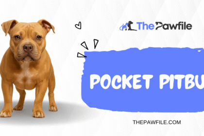 Pocket Pitbull