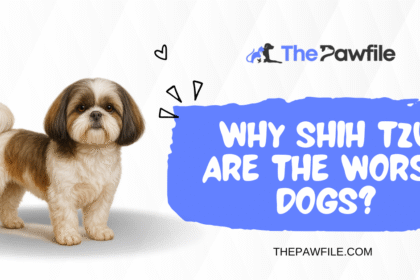 why shih tzu are the worst dog