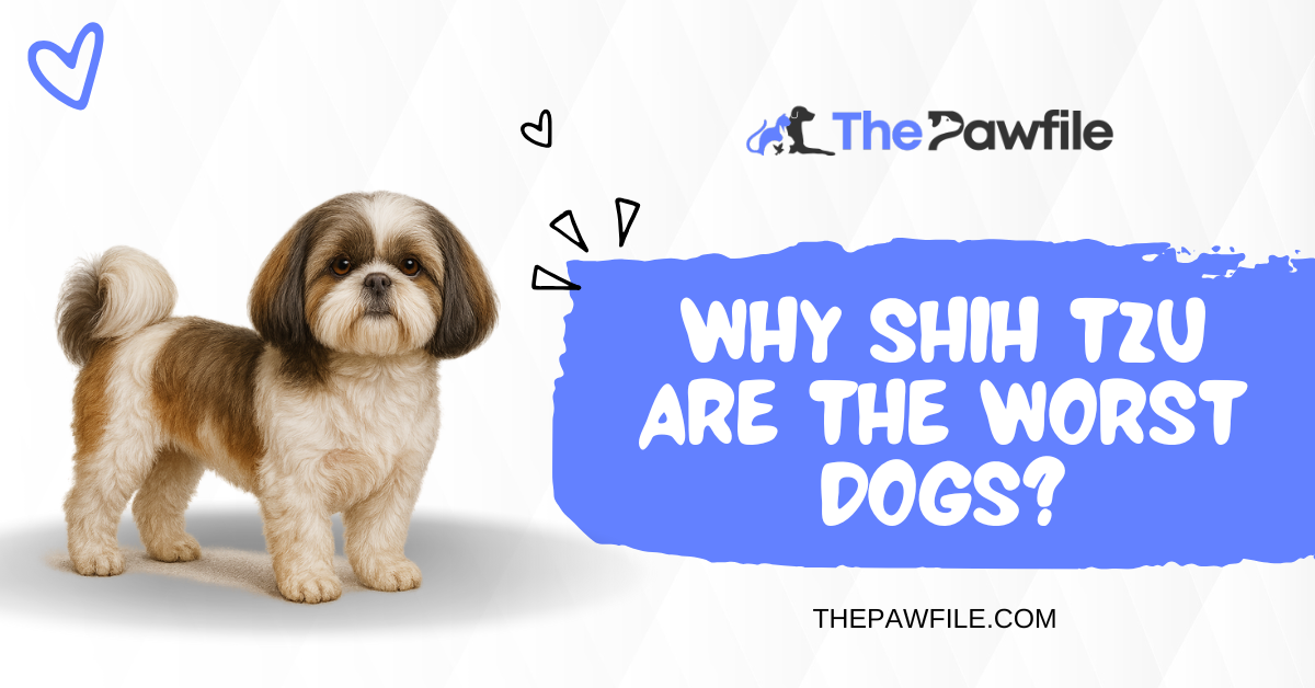 why shih tzu are the worst dog